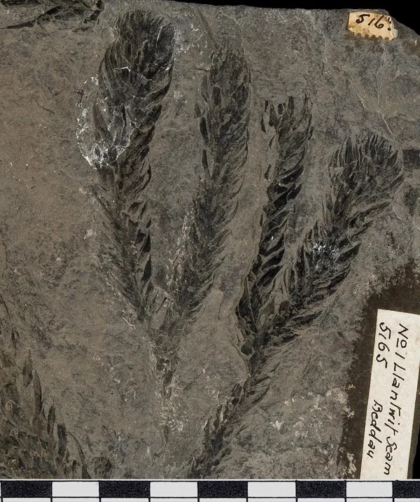 The leafy shoot of a giant lycophyte from the Upper Carboniferous Llantwit Beds of Beddau, south Wales.