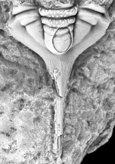 The tail of the trilobite <em>Acidiphorus</em> has an impressive spine.