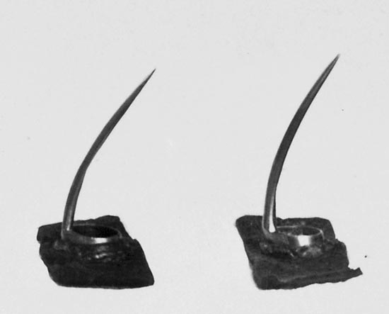 Spurs worn by fighting gamecocks.