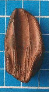 Iguanodon Tooth