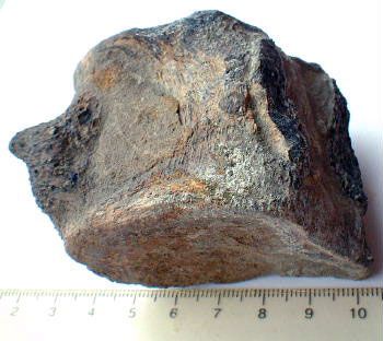 Plesiosaur vertebra