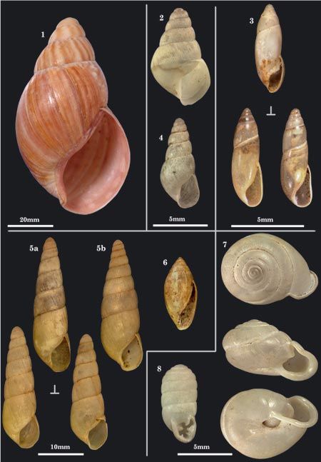 A specimen plate from the <em>The New Molluscan Names of César-Marie-Felix Ancey </em>