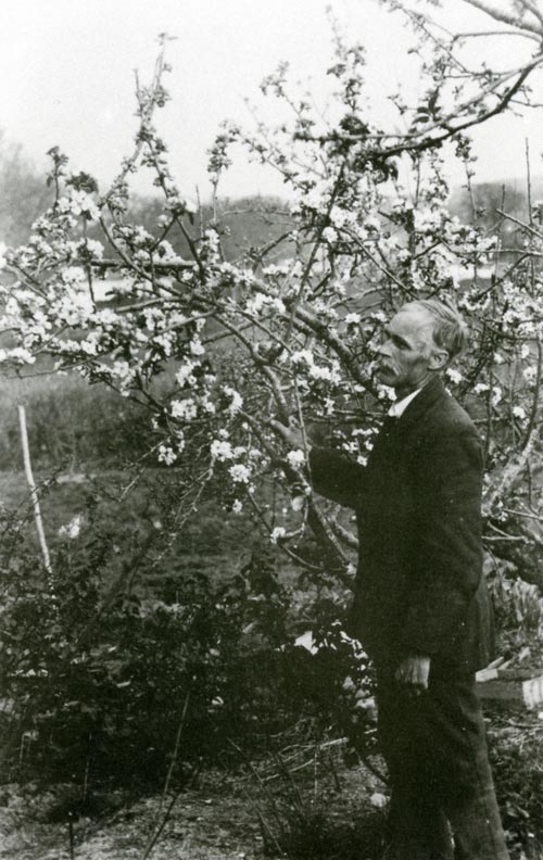 Tom examining one of the apple trees in his orchard