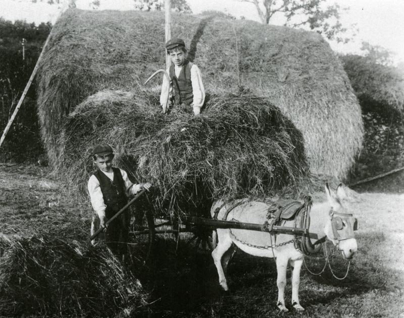 The brothers Hugh and Myrddin Jones, Cilfowyr, loading hay onto a donkey cart